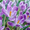 Crocus 'Pickwick' 2 Crocus 'Pickwick' -Beauty Flowers Shop crocus pickwick 0 52772ddb f1c0 4c9e 8d48 a66e12272307