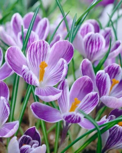 Crocus 'Pickwick'