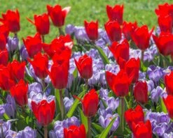 Crocus 'Pickwick' -Beauty Flowers Shop crocus pickwick 2