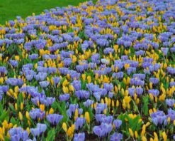 Crocus 'Pickwick' -Beauty Flowers Shop crocus pickwick 4