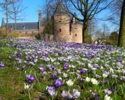 Crocus 'Pickwick' -Beauty Flowers Shop crocus pickwick 5