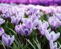 Crocus 'Pickwick' -Beauty Flowers Shop crocus pickwick 7