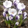 Crocus 'Prins Claus' 1 Crocus 'Prins Claus' -Beauty Flowers Shop crocus prins claus 0