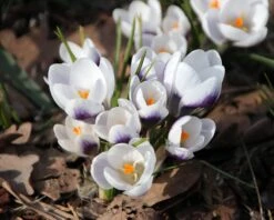 Crocus 'Prins Claus' -Beauty Flowers Shop crocus prins claus 1