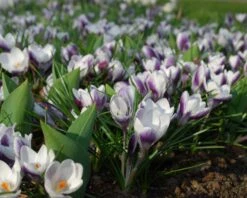 Crocus 'Prins Claus' -Beauty Flowers Shop crocus prins claus 2