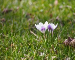 Crocus 'Prins Claus' -Beauty Flowers Shop crocus prins claus 3