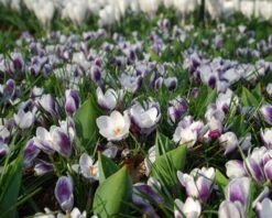 Crocus 'Prins Claus' -Beauty Flowers Shop crocus prins claus 4