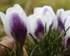Crocus 'Prins Claus' -Beauty Flowers Shop crocus prins claus 5