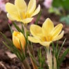 Crocus 'Romance' 2 Crocus 'Romance' -Beauty Flowers Shop crocus romance 0