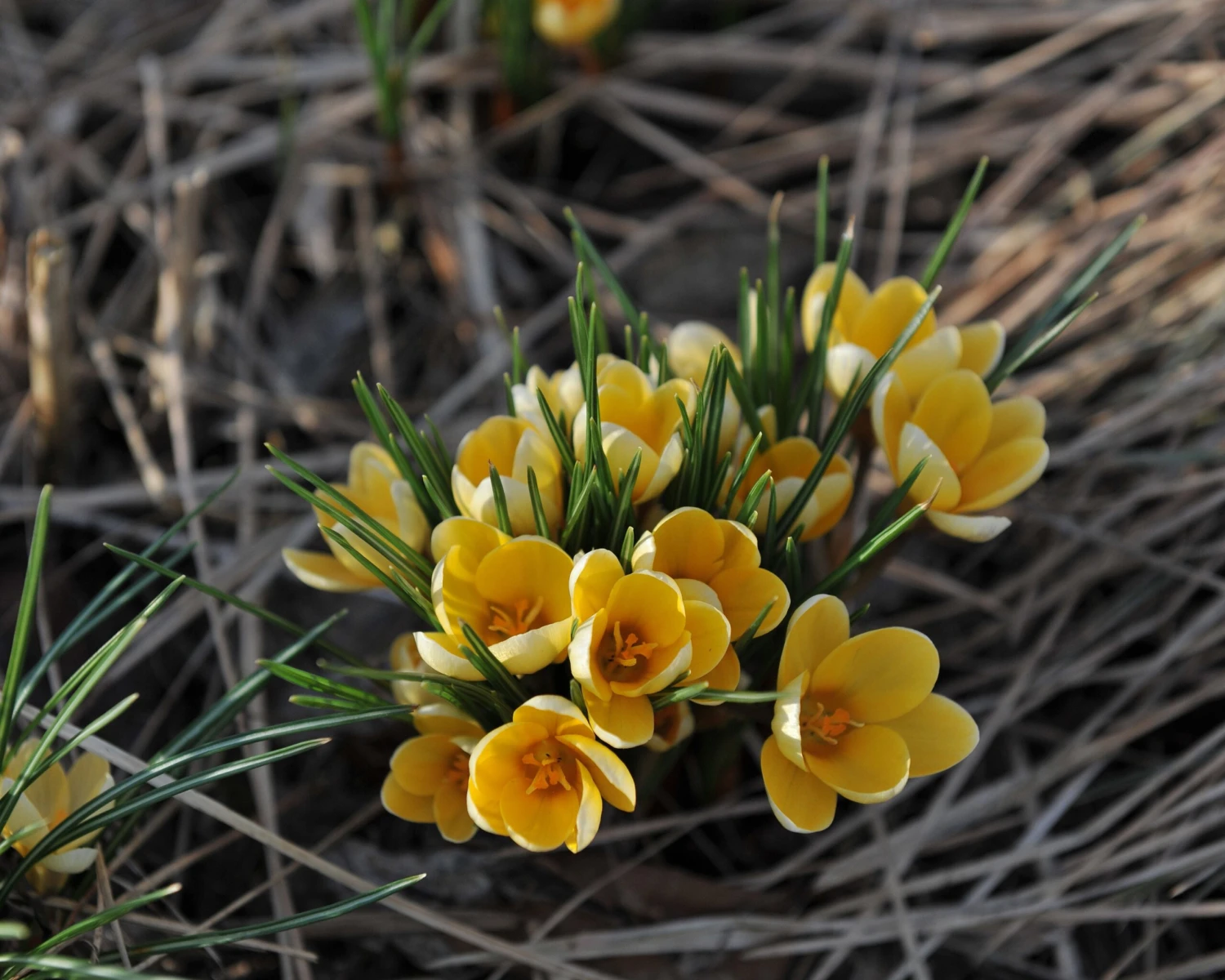 Crocus 'Romance' 6 Crocus 'Romance' - Image 4