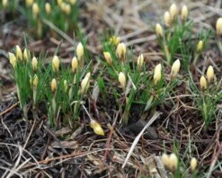 Crocus 'Romance' 15 Crocus 'Romance' -Beauty Flowers Shop crocus romance 2 c01c95cb 6d87 4ff8 b797 7dd0f47ec478