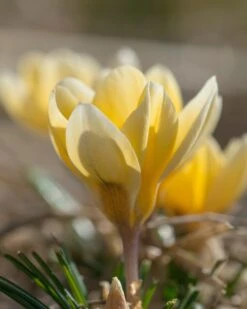Crocus 'Romance' 14 Crocus 'Romance' -Beauty Flowers Shop crocus romance 3