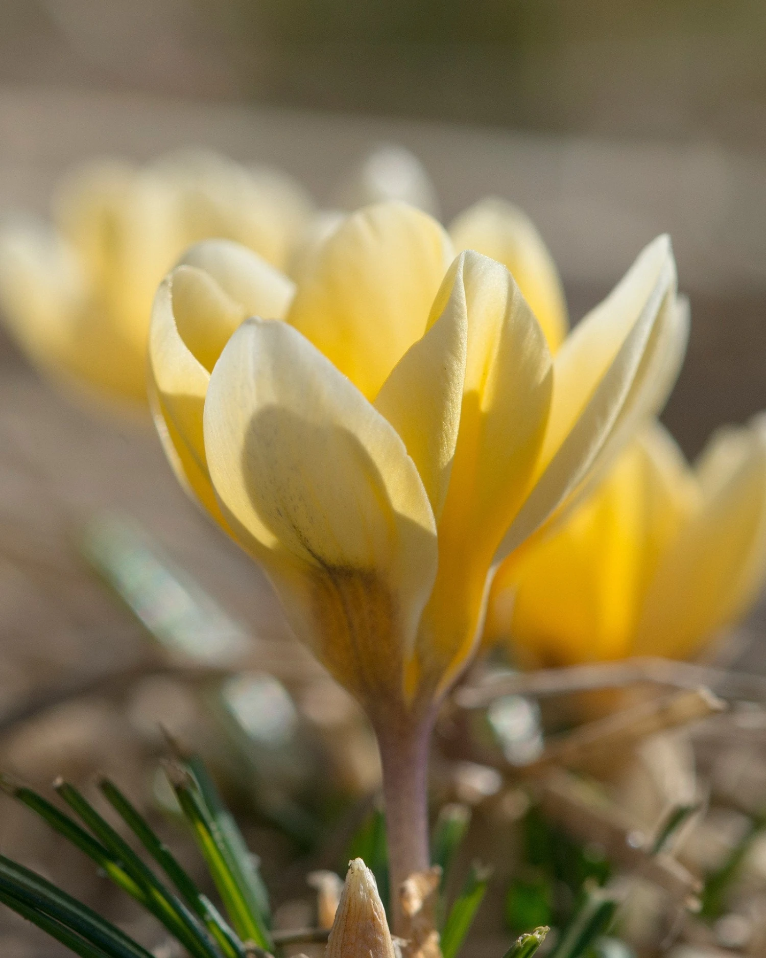 Crocus 'Romance' 8 Crocus 'Romance' - Image 6