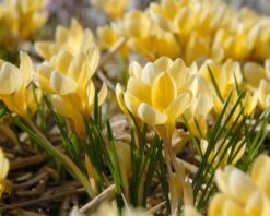 Crocus 'Romance' 11 Crocus 'Romance' -Beauty Flowers Shop crocus romance 4