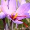 Crocus Sativus 2 Crocus Sativus -Beauty Flowers Shop crocus sativus 0