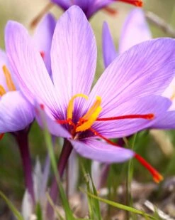 Featured Products 15 Crocus Sativus