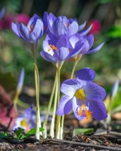 Crocus Speciosus