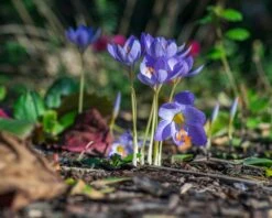 Crocus Speciosus -Beauty Flowers Shop crocus speciosus 5
