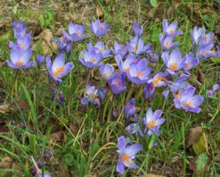Crocus Speciosus -Beauty Flowers Shop crocus speciousus 3