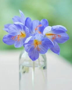 Crocus Speciosus -Beauty Flowers Shop crocus speciousus 4