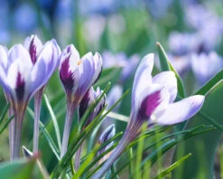 Crocus 'Spring Beauty' 12 Crocus 'Spring Beauty' -Beauty Flowers Shop crocus spring beauty 1
