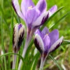 Crocus 'Spring Beauty'