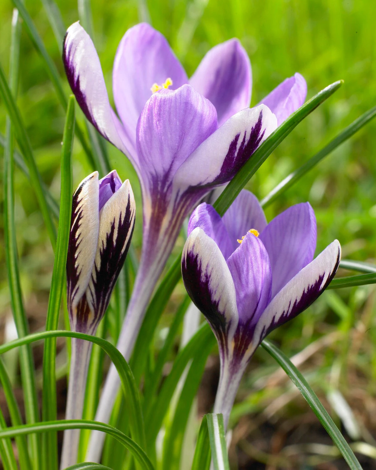 Crocus 'Spring Beauty' 3 Crocus 'Spring Beauty'