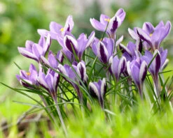 Crocus 'Spring Beauty' 13 Crocus 'Spring Beauty' -Beauty Flowers Shop crocus spring beauty 3