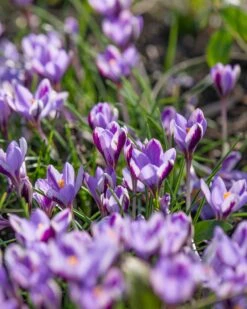 Crocus 'Spring Beauty' 18 Crocus 'Spring Beauty' -Beauty Flowers Shop crocus spring beauty 6