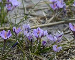 Crocus 'Spring Beauty' 15 Crocus 'Spring Beauty' -Beauty Flowers Shop crocus spring beauty 7