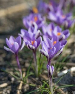 Crocus 'Spring Beauty' 19 Crocus 'Spring Beauty' -Beauty Flowers Shop crocus spring beauty 8