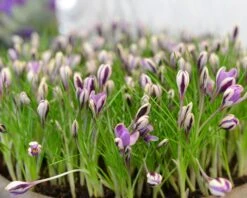 Crocus 'Spring Beauty' 16 Crocus 'Spring Beauty' -Beauty Flowers Shop crocus spring beauty 9