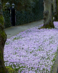Crocus Tommasinianus 18 Crocus Tommasinianus -Beauty Flowers Shop crocus tommasinianus 1