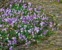 Crocus Tommasinianus 29 Crocus Tommasinianus -Beauty Flowers Shop crocus tommasinianus 10