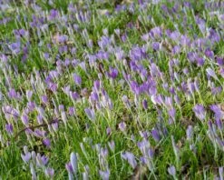 Crocus Tommasinianus 30 Crocus Tommasinianus -Beauty Flowers Shop crocus tommasinianus 11