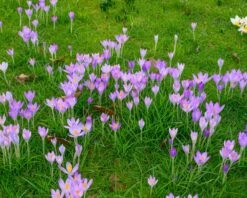 Crocus Tommasinianus 25 Crocus Tommasinianus -Beauty Flowers Shop crocus tommasinianus 12