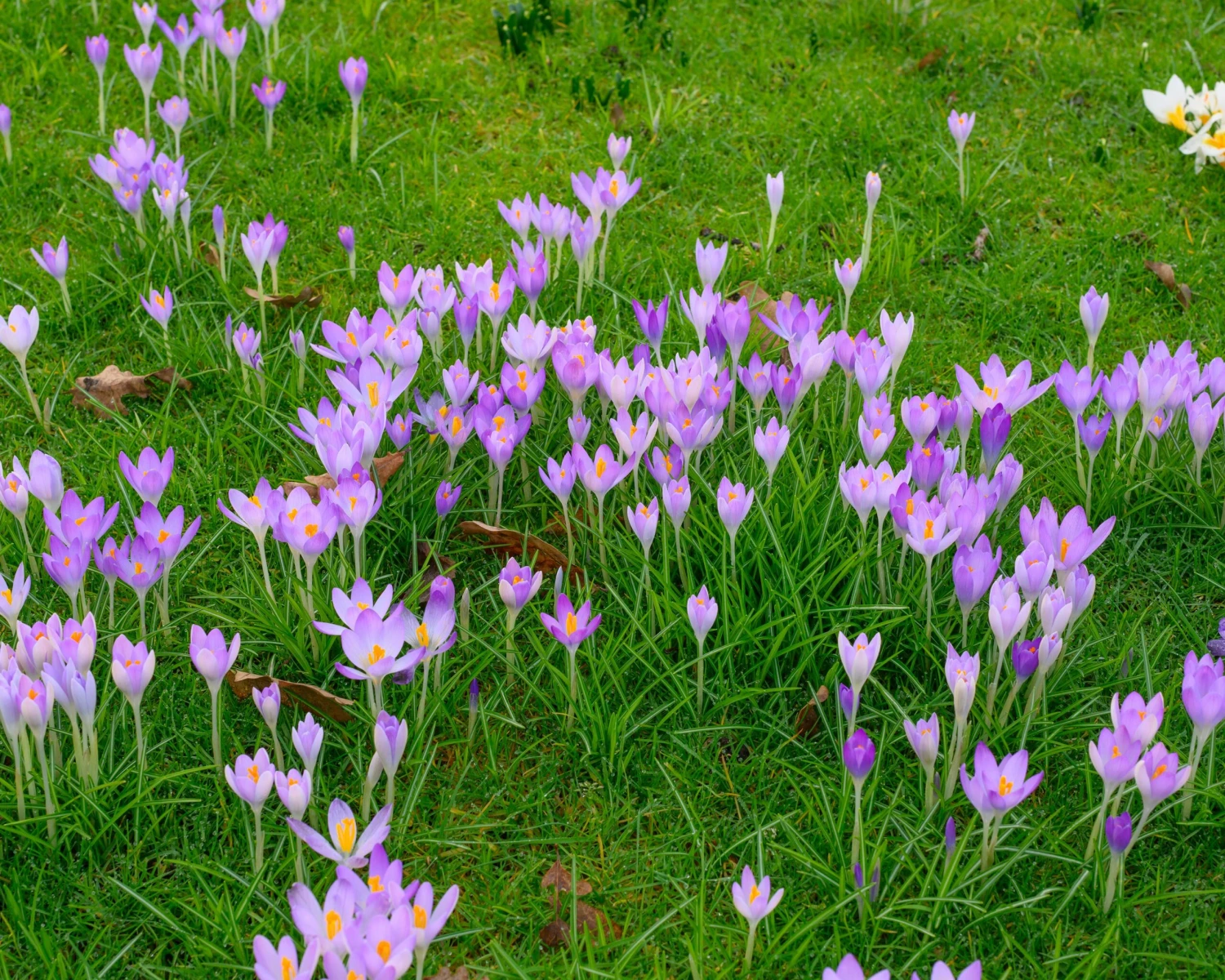 Crocus Tommasinianus 11 Crocus Tommasinianus - Image 10
