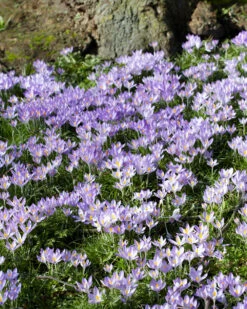 Crocus Tommasinianus 27 Crocus Tommasinianus -Beauty Flowers Shop crocus tommasinianus 2