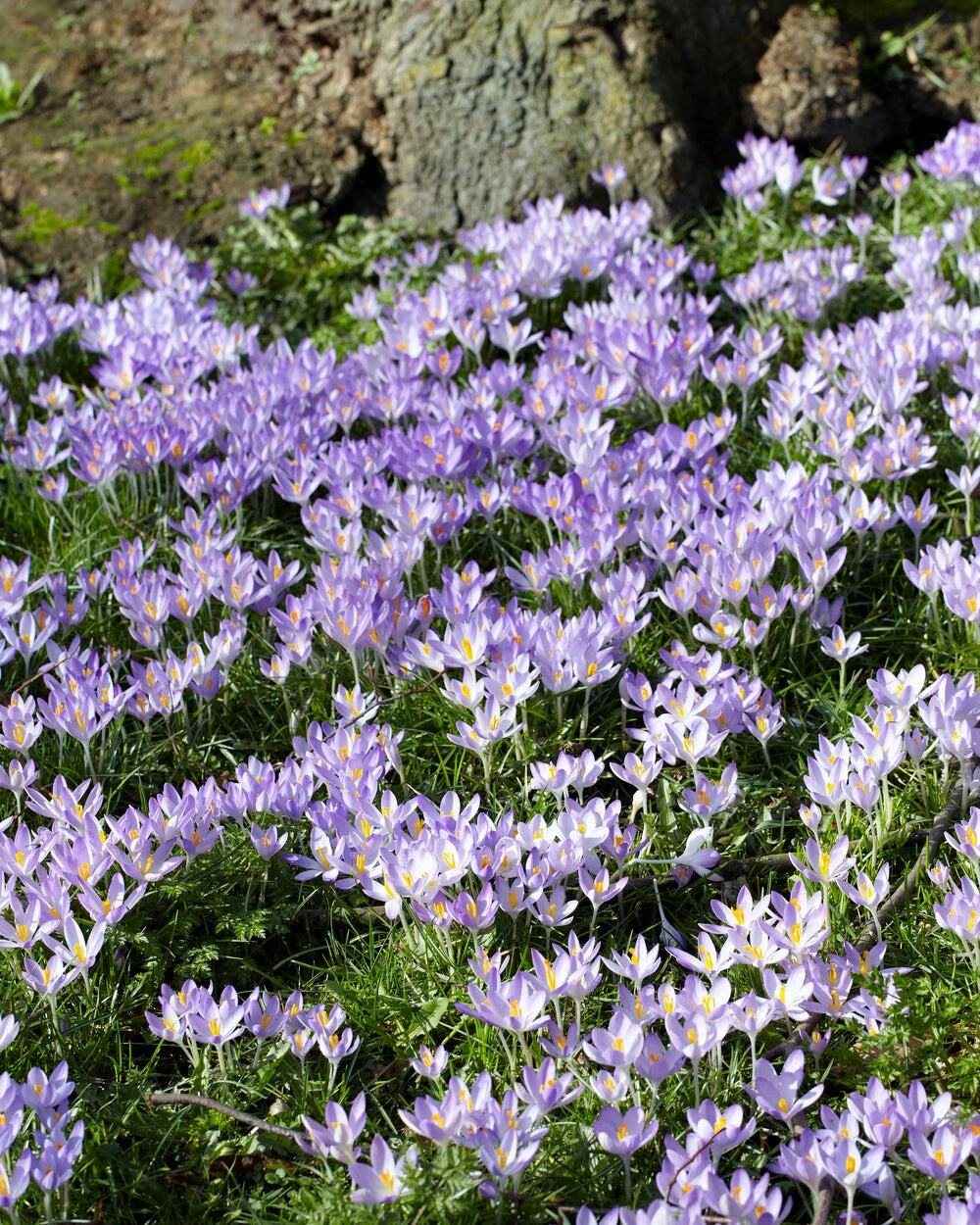 Crocus Tommasinianus 13 Crocus Tommasinianus - Image 12