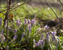 Crocus Tommasinianus 28 Crocus Tommasinianus -Beauty Flowers Shop crocus tommasinianus 3
