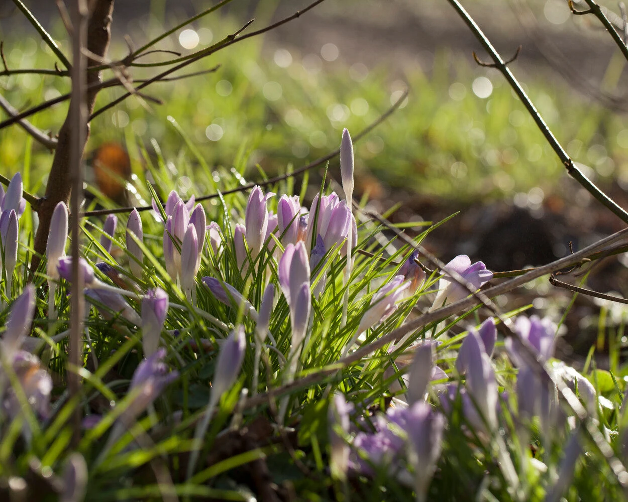 Crocus Tommasinianus 14 Crocus Tommasinianus - Image 13