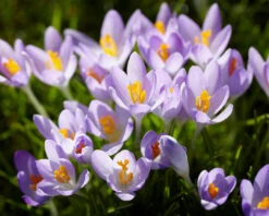 Crocus Tommasinianus 26 Crocus Tommasinianus -Beauty Flowers Shop crocus tommasinianus 4