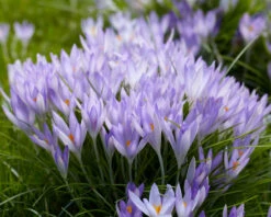 Crocus Tommasinianus 20 Crocus Tommasinianus -Beauty Flowers Shop crocus tommasinianus 5