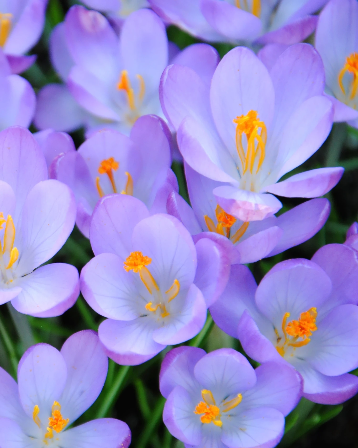 Crocus Tommasinianus 3 Crocus Tommasinianus - Image 2