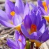 Crocus Sieberi 'Tricolor' -Beauty Flowers Shop crocus tricolor 1