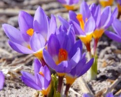 Crocus Sieberi 'Tricolor' -Beauty Flowers Shop crocus tricolor 2