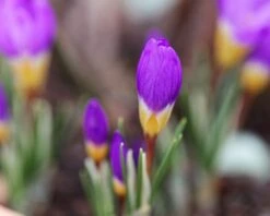 Crocus Sieberi 'Tricolor' -Beauty Flowers Shop crocus tricolor 2 ccbe2c74 daa8 4697 924c bb1c8eb5a191