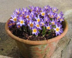 Crocus Sieberi 'Tricolor' -Beauty Flowers Shop crocus tricolor 3