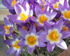 Crocus Sieberi 'Tricolor' -Beauty Flowers Shop crocus tricolor 4