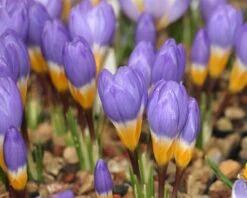 Crocus Sieberi 'Tricolor' -Beauty Flowers Shop crocus tricolor 5